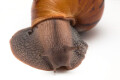Achatina achatina achatina Nigeria F1 adult